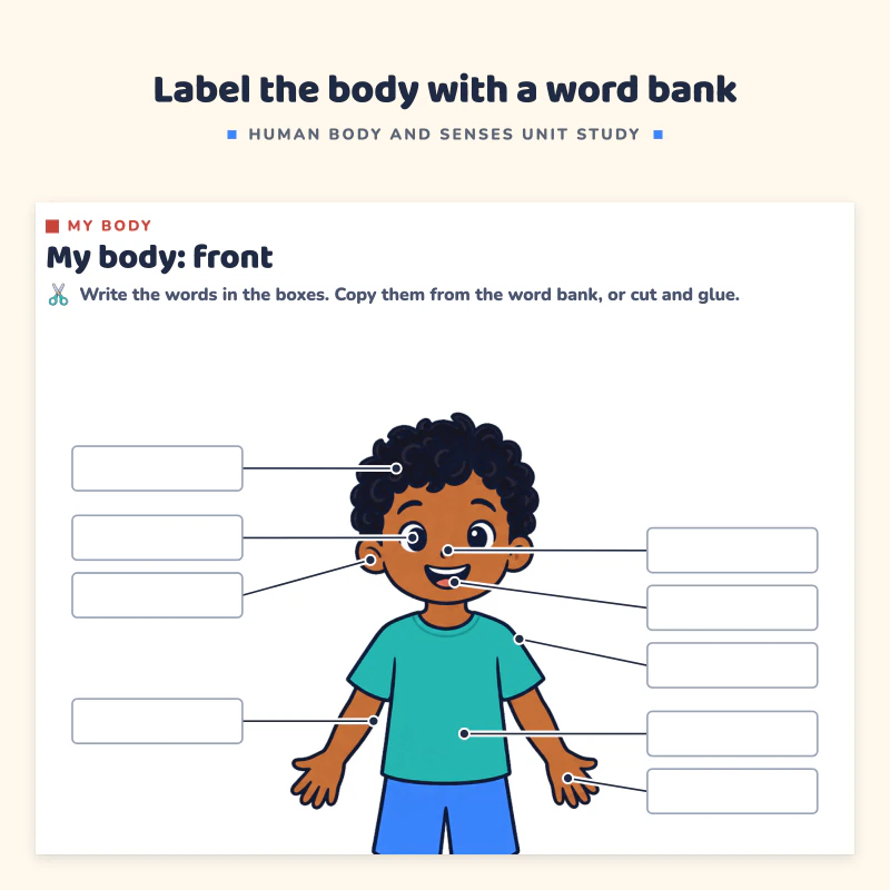 My body front page: a child with boxes to write the body parts such as arm, ear, eye and knee, with a word bank at the bottom