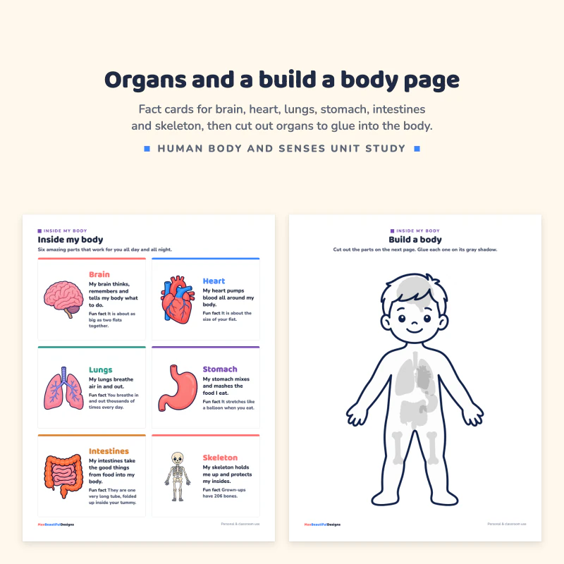 Inside my body page with six organ fact cards, next to a build a body outline with gray organ shapes