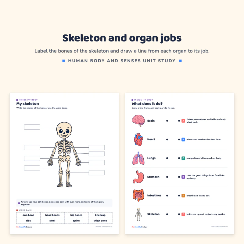 My skeleton page with a skeleton and word bank, next to a what does it do page matching organs to their jobs
