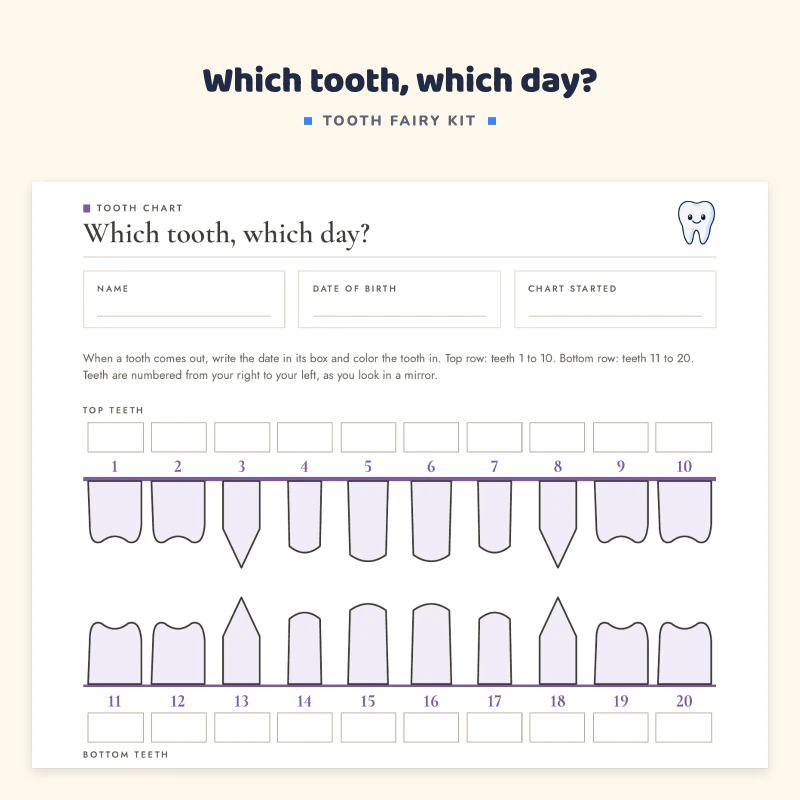 Top of the tooth chart page: name and date boxes and rows of upper and lower baby teeth numbered 1 to 20 to mark when each tooth falls out